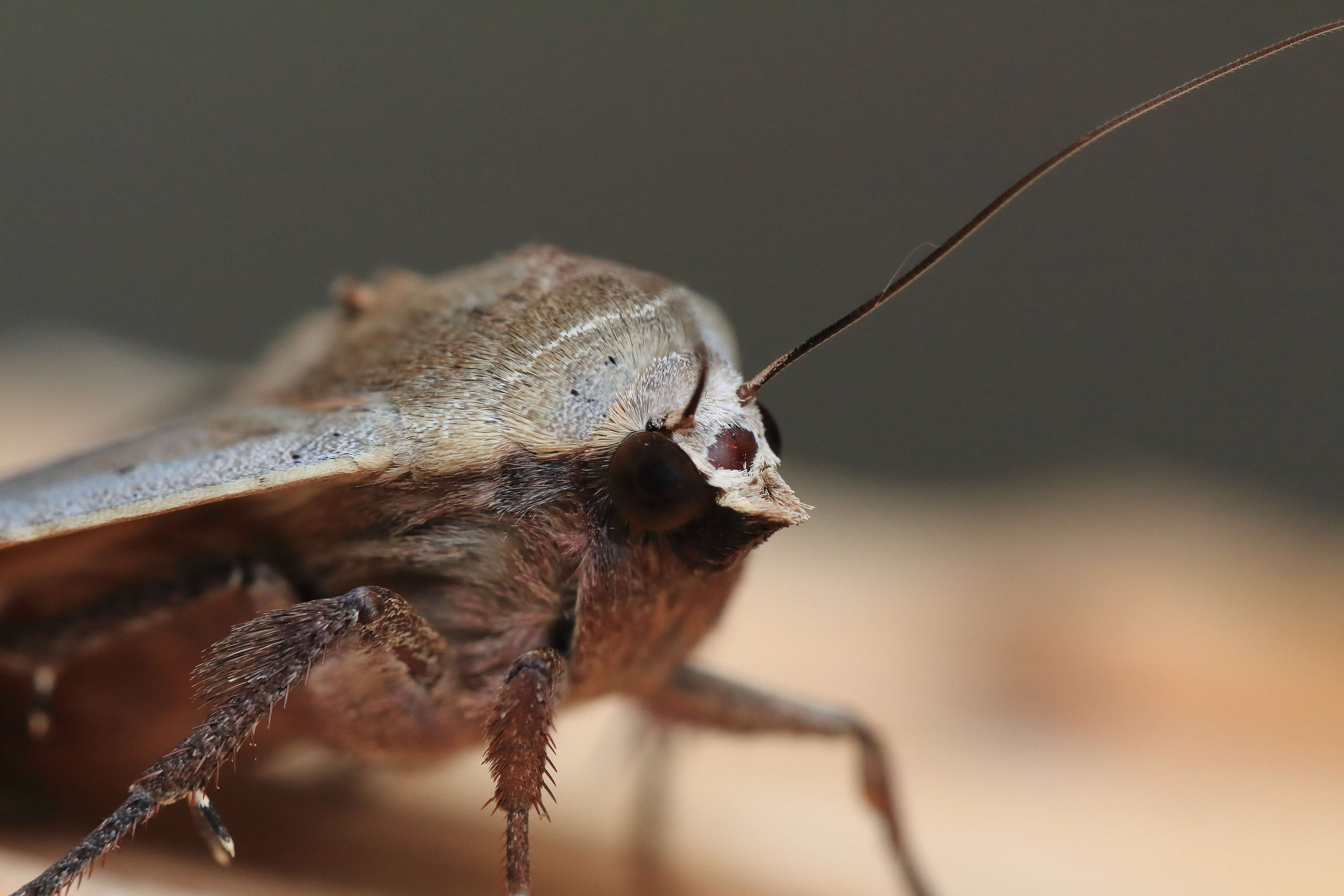 Image of Large Yellow Underwing