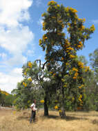 صورة Nuytsia