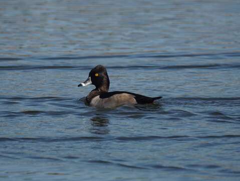 Image of Ring-necked Duck