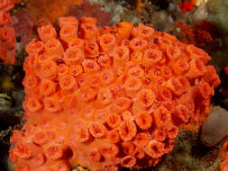 Image of Orange Turret Coral