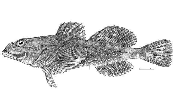 Image of Snowy sculpin