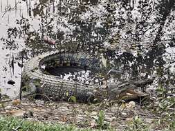 Image of Estuarine Crocodile