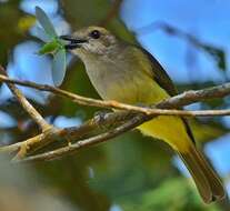 Image of Sulphur-bellied Whistler