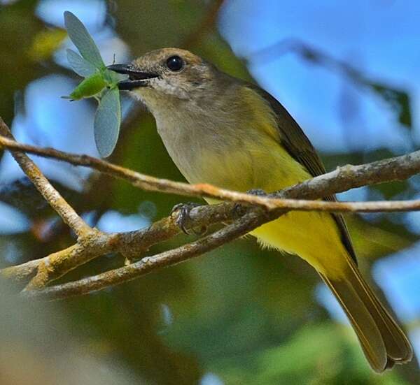 Image of Sulphur-bellied Whistler