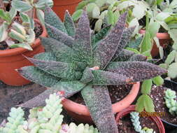 صورة Gasteraloe