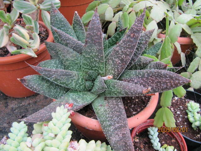 Image of Gasteraloe