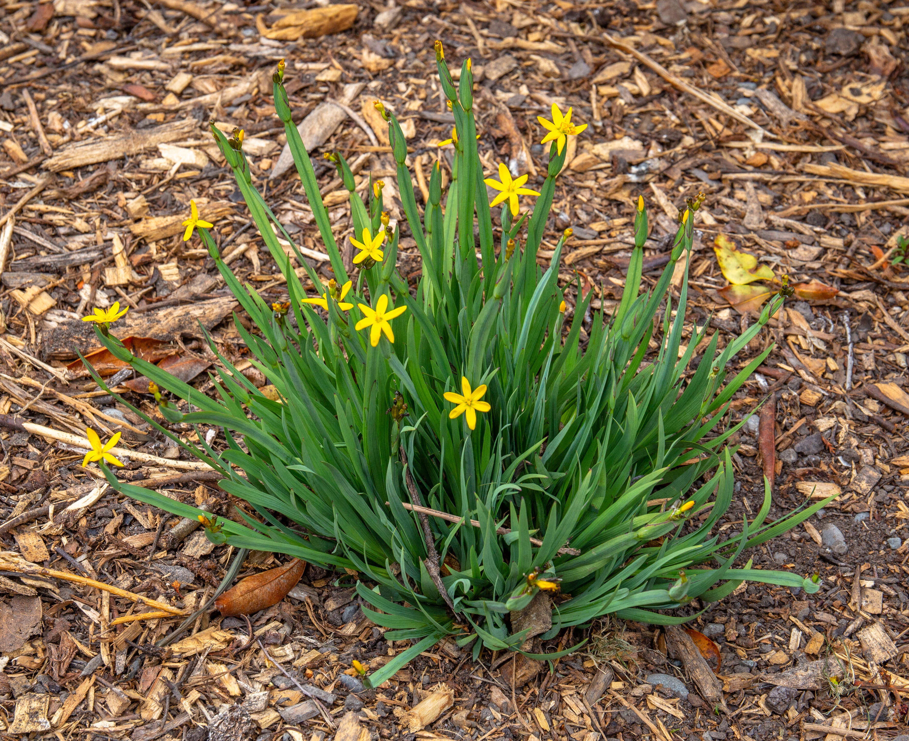 صورة Sisyrinchium californicum (Ker Gawl.) Dryand.