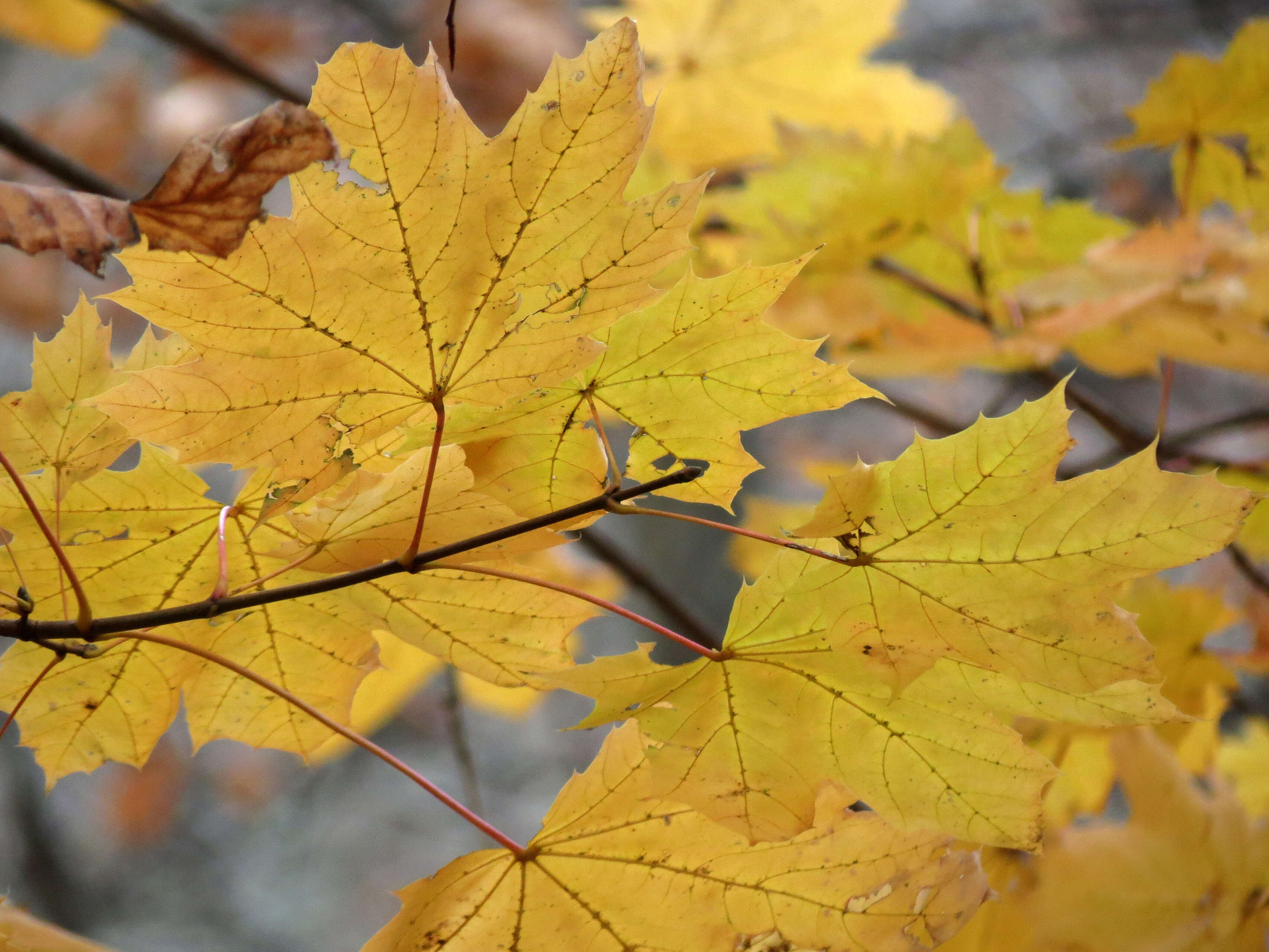 Sivun metsävaahtera kuva