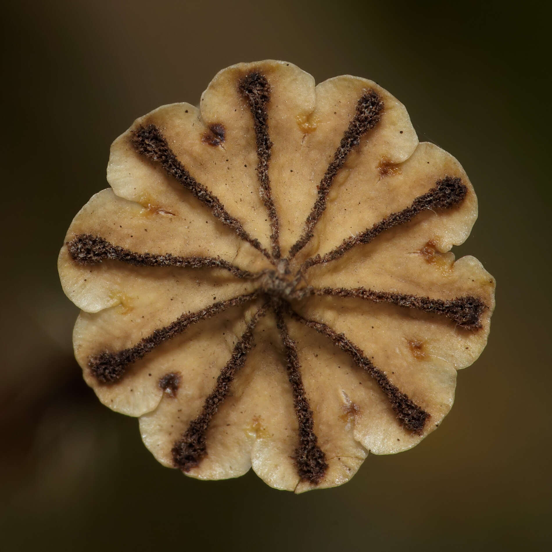 Image of corn poppy