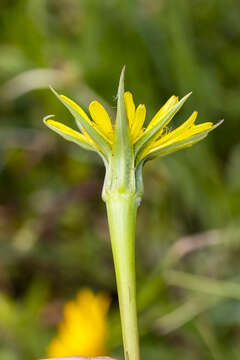 Image of yellow salsify