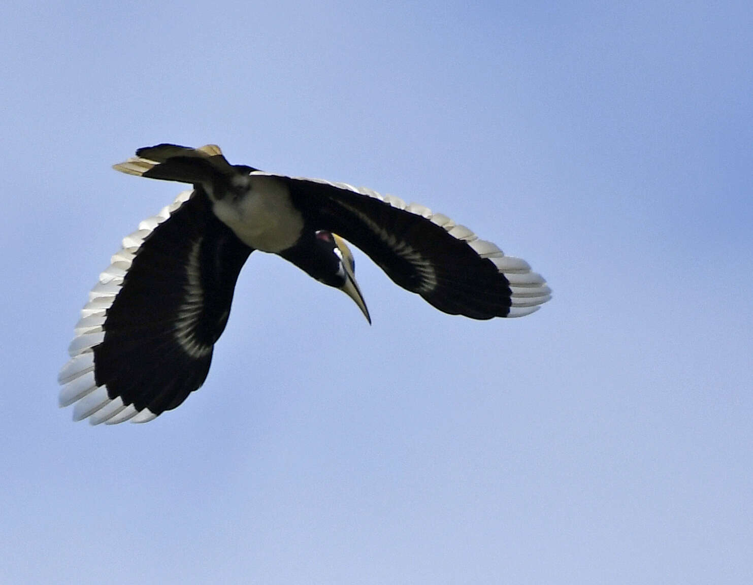 Image of Oriental Pied Hornbill