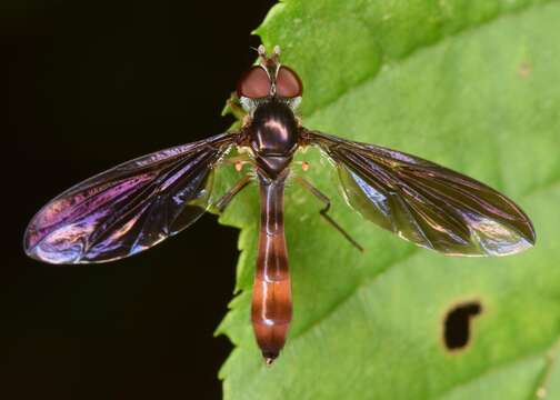 صورة Ocyptamus fuscipennis (Say 1823)