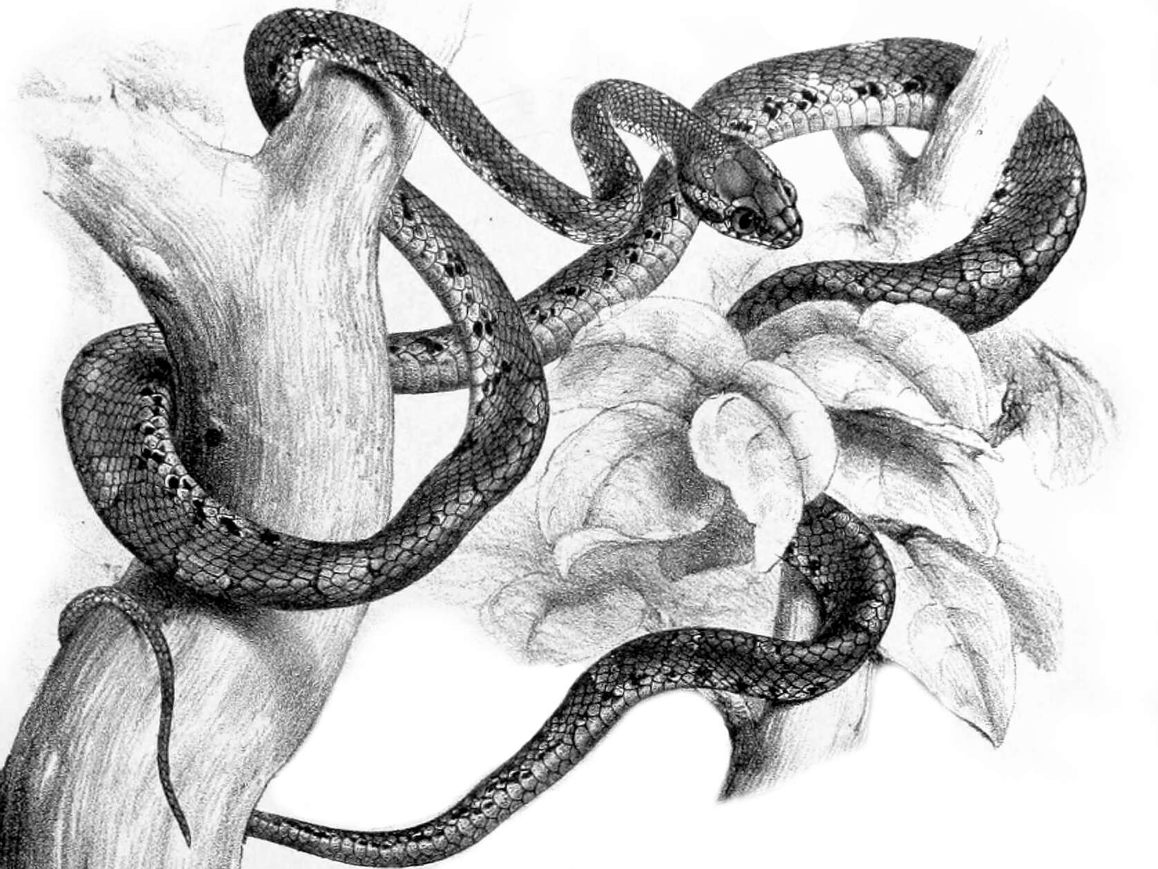 Image of Barnes's cat snake