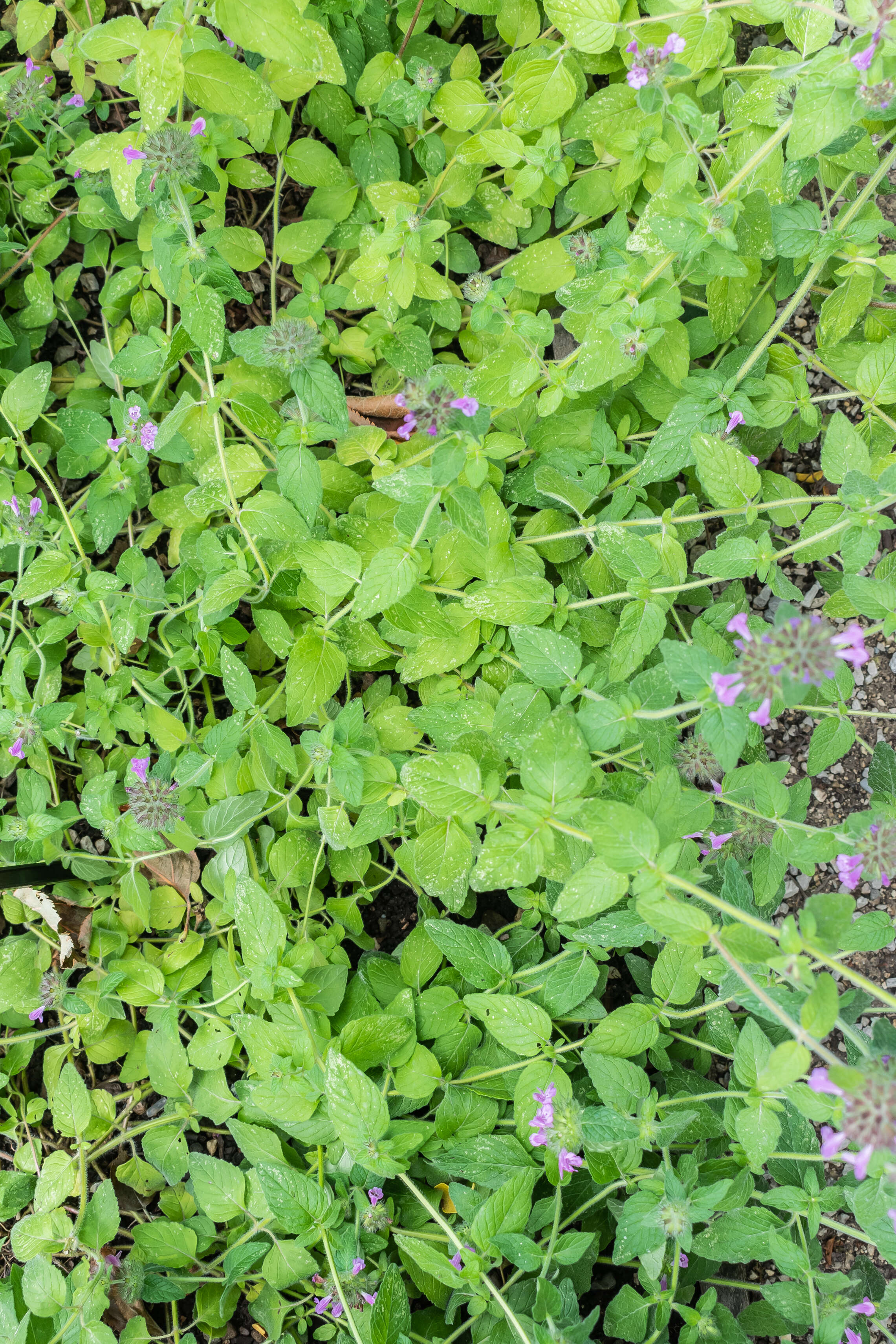 Image of wild basil