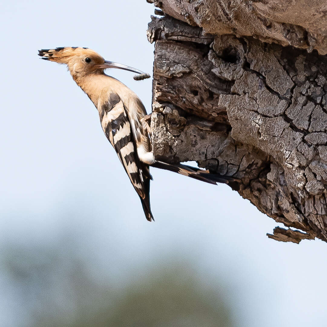 صورة Upupa Linnaeus 1758