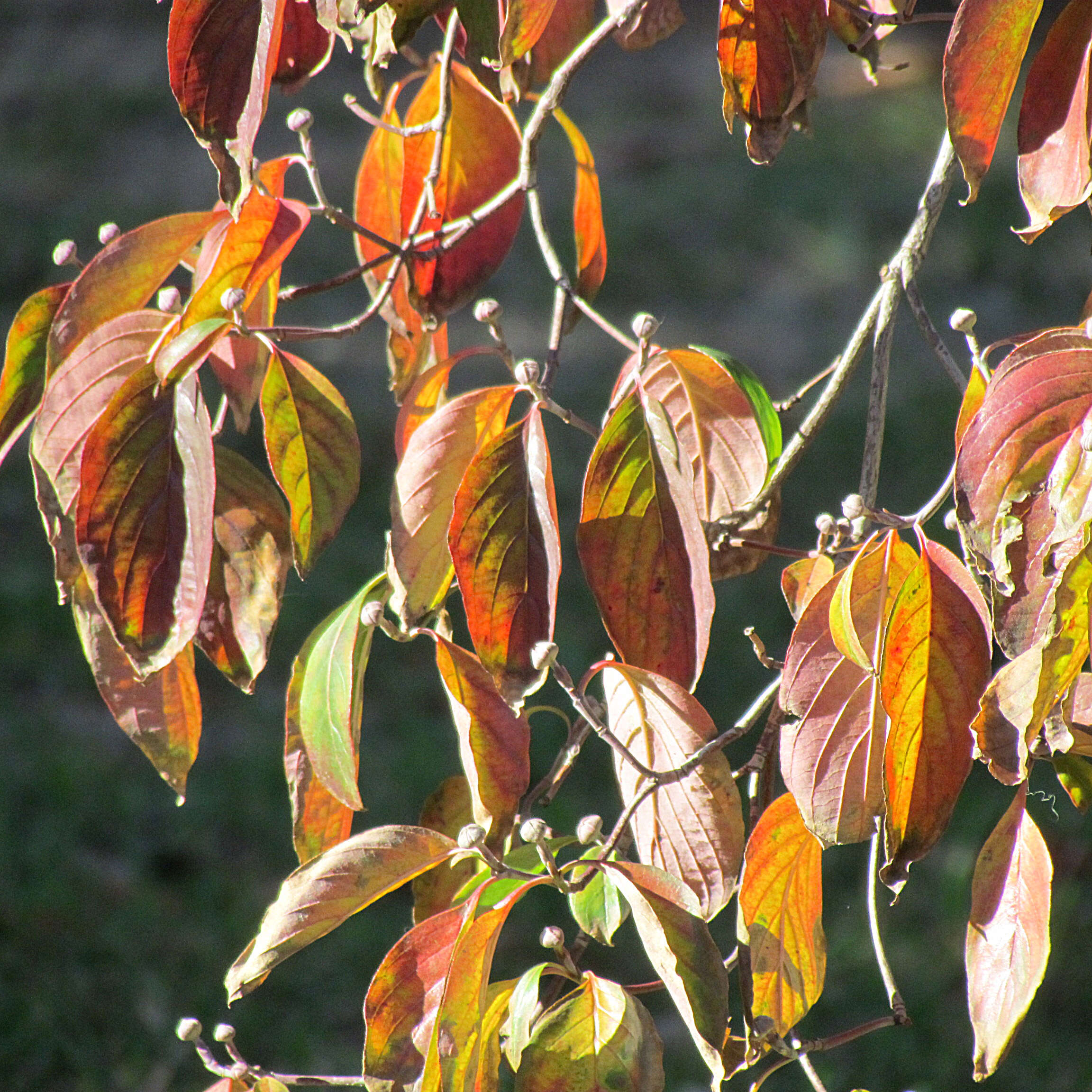 Image of flowering dogwood