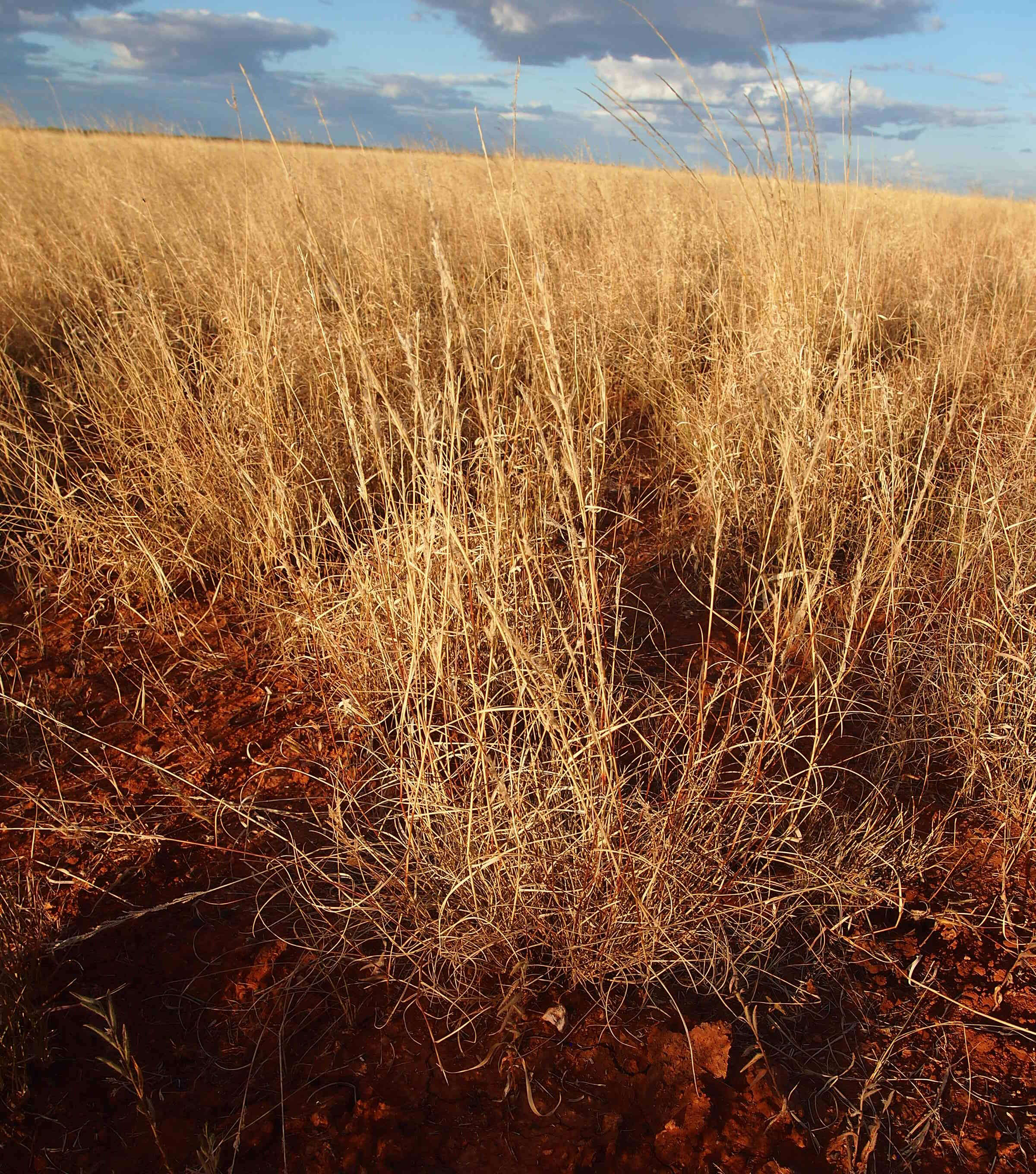 Image of bristleleaf lovegrass