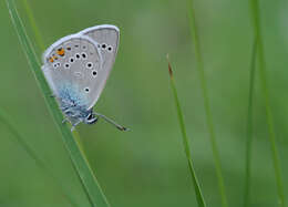 Sivun Cyaniris bellis kuva