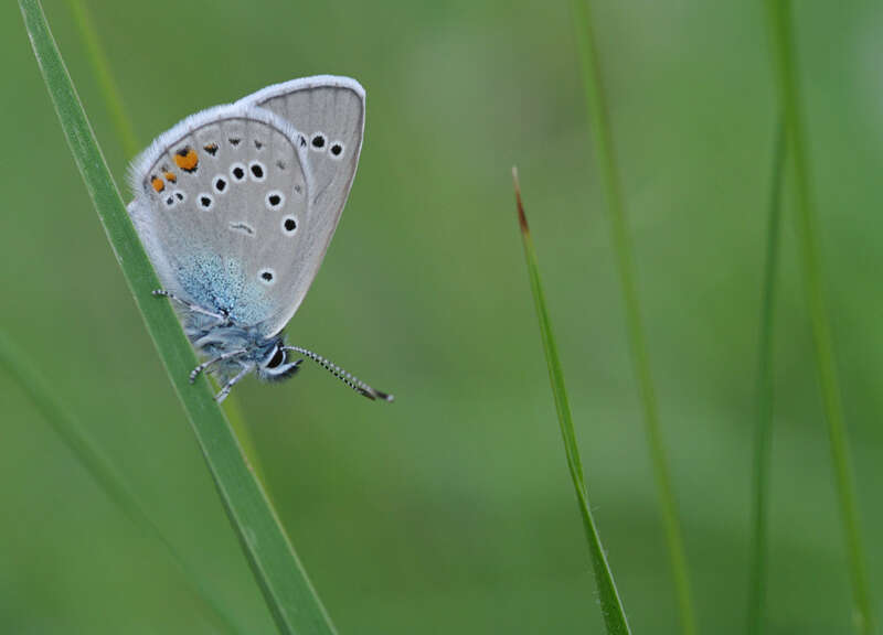 Sivun Cyaniris bellis kuva