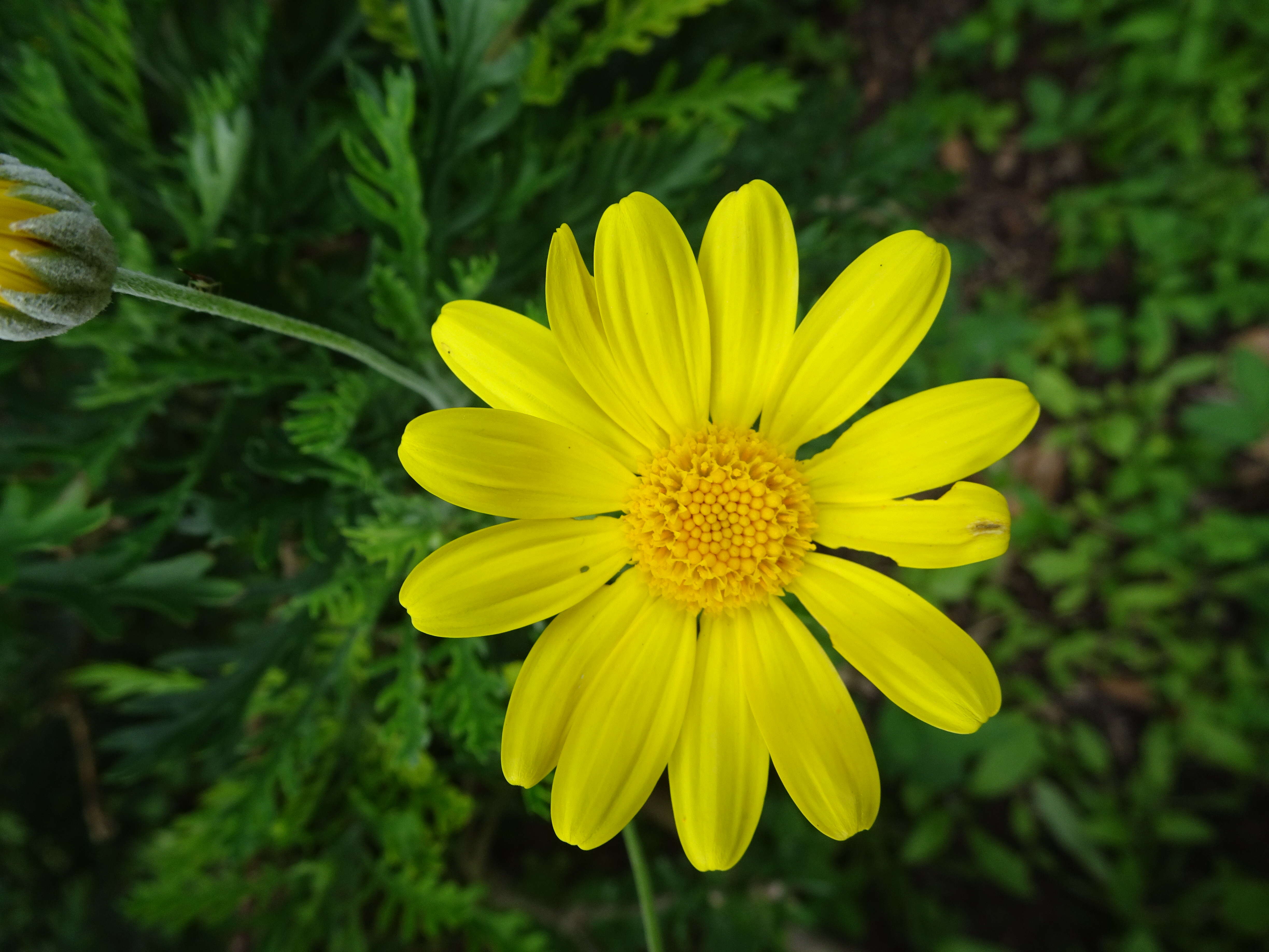 Imagem de Euryops chrysanthemoides (DC.) B. Nordenst.