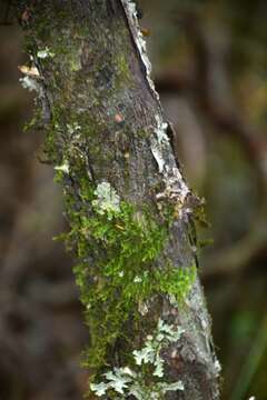 Image of Griselinia littoralis (Raoul) Raoul