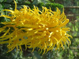 Image of Justicia aurea Schltdl.