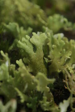 Image of Cladonia foliacea (Huds.) Willd.