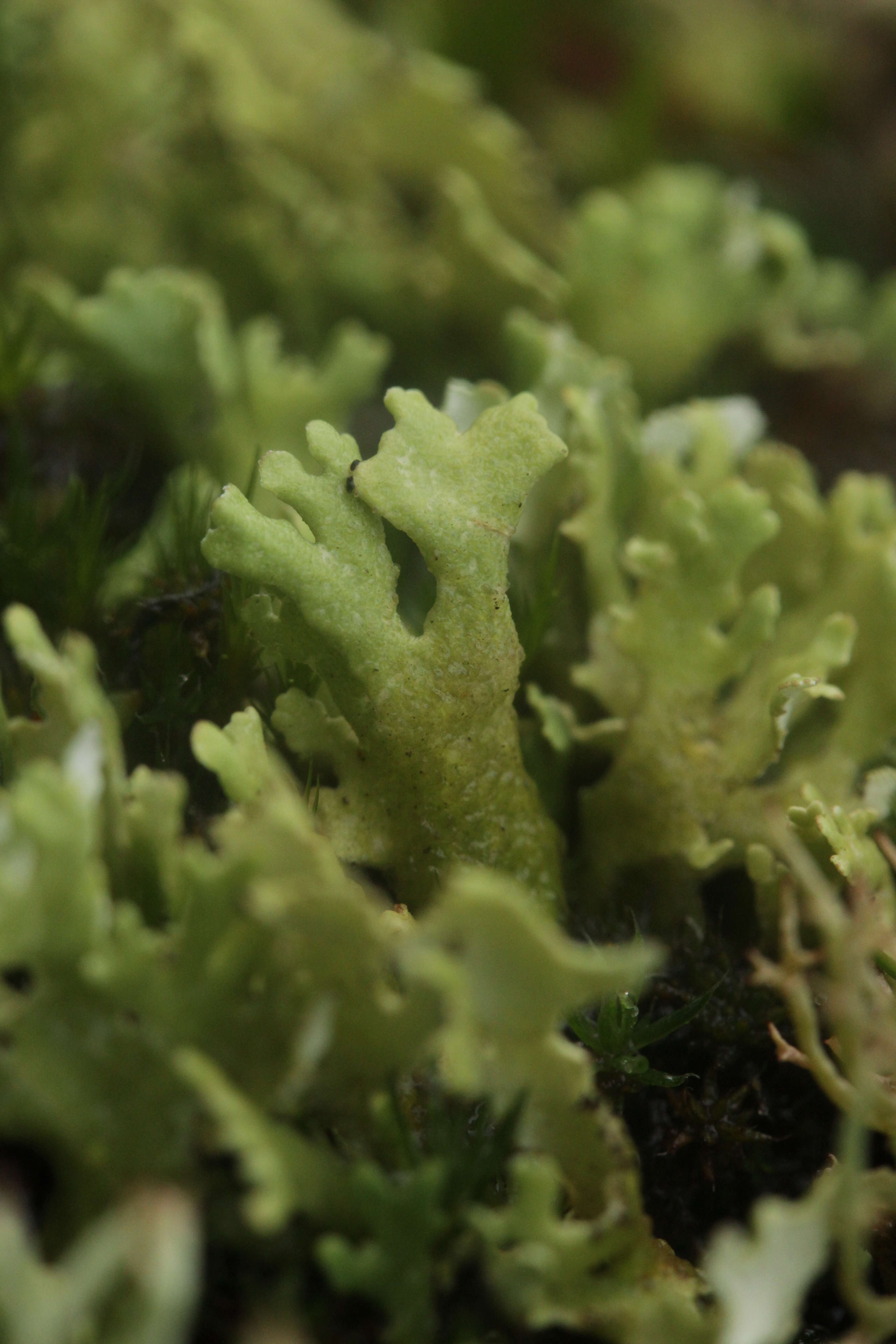 Image of Cladonia foliacea (Huds.) Willd.