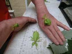 Image of Leaf insects