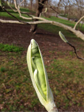 Image of Big-Leaf Magnolia