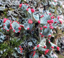 Image of boreal cup lichen