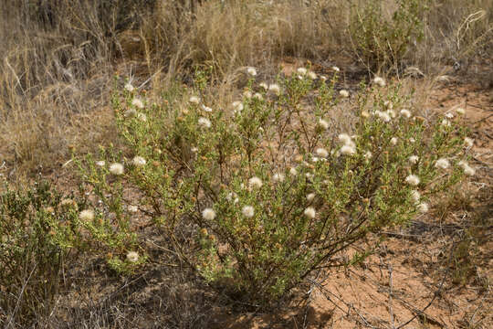 Image of tanseyleaf tansyaster