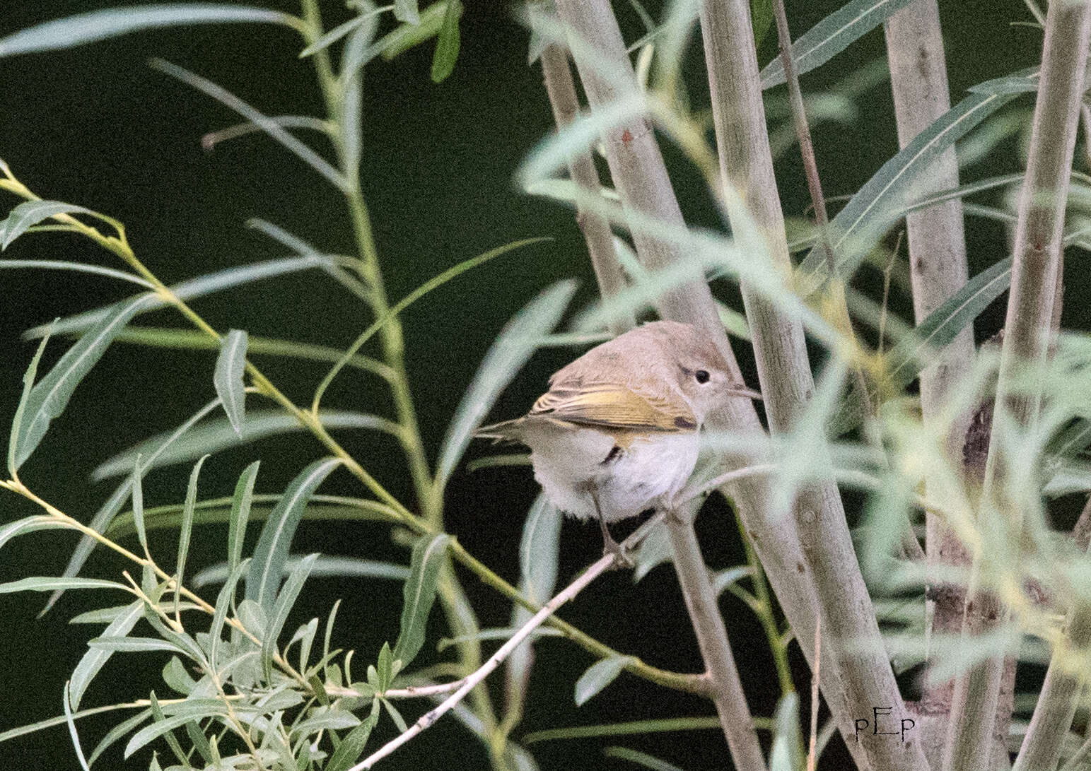 Image of Bonelli's Warbler