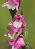 Image of Spiranthes australis