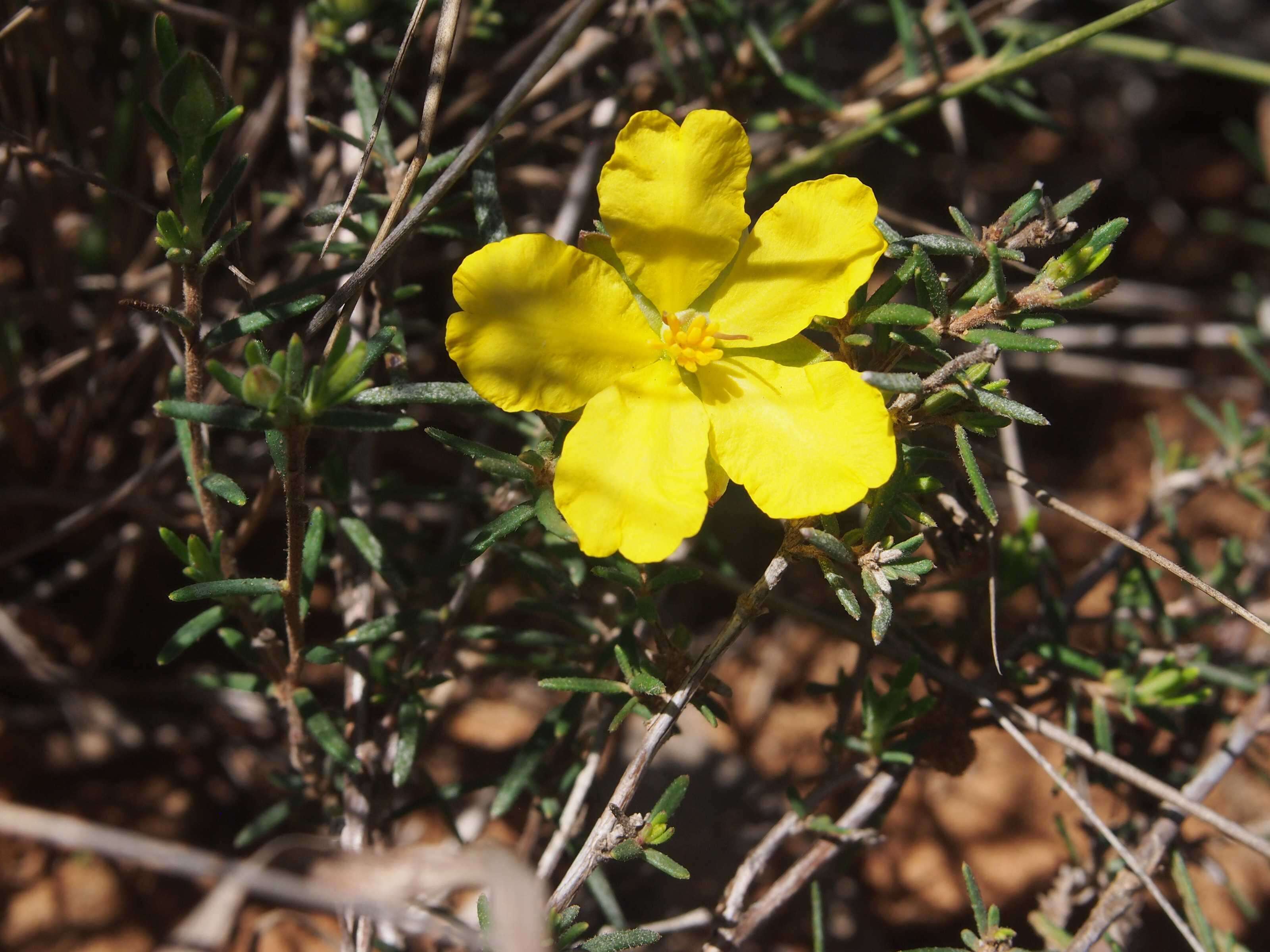 Image of Hibbertia acicularis (Labill.) F. Müll.