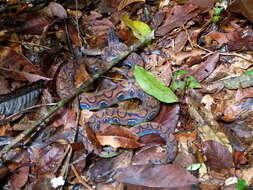 Image of Rainbow Boa