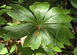 Image of mayapple