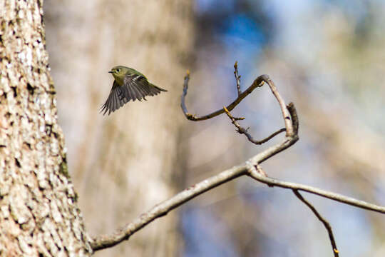 Image of goldcrests and kinglets