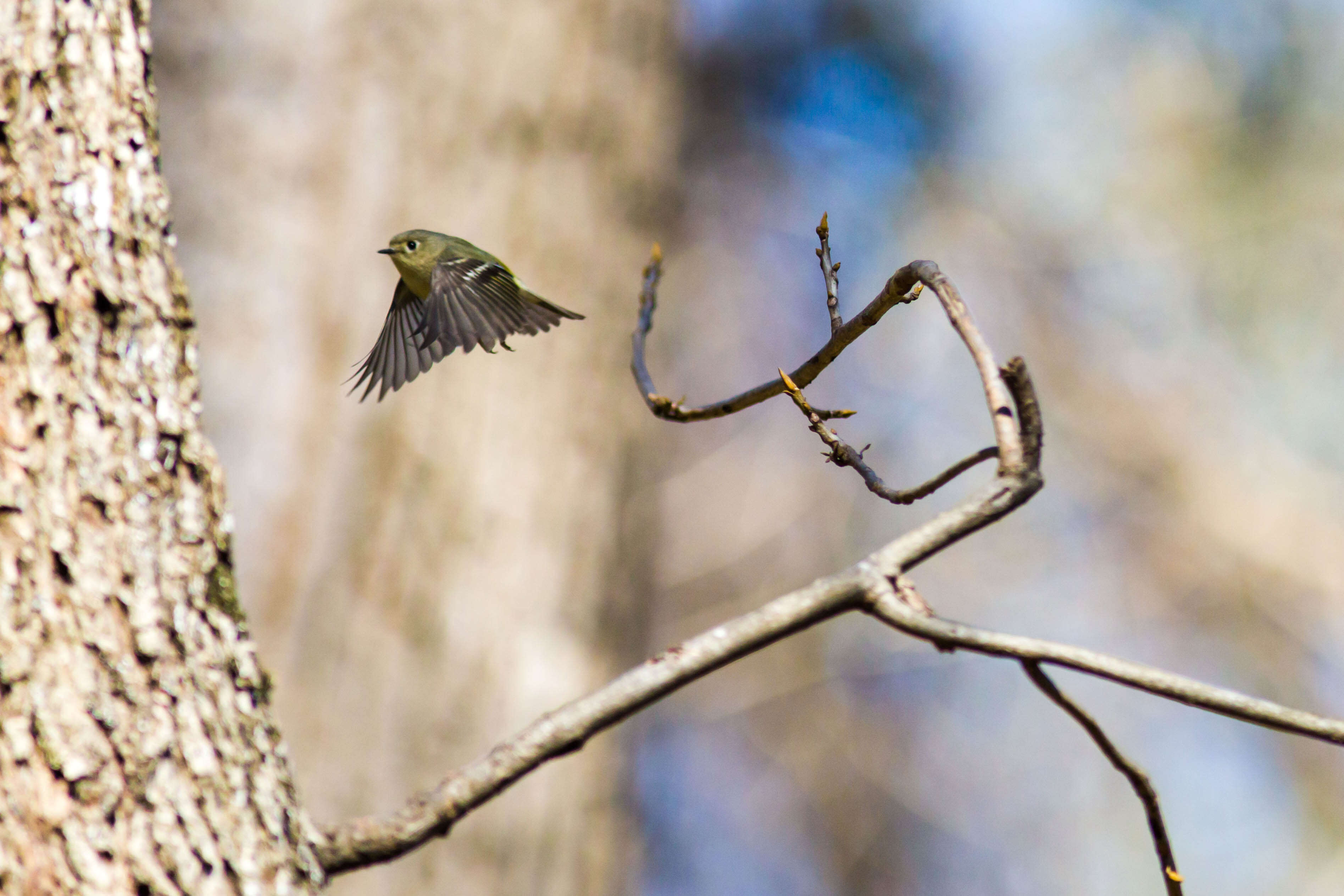 Image of goldcrests and kinglets