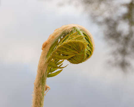 Image of Marsh Fern