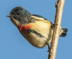 Image of Fire-breasted Flowerpecker