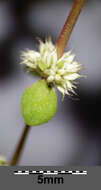 Image of Coral-necklace