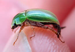 Image of Mānuka chafer beetle