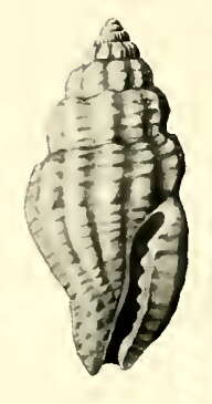 Image of Hemilienardia homochroa Hedley 1922
