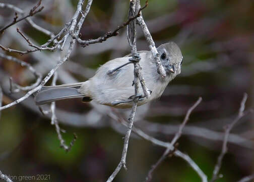 Image of Oak Titmouse