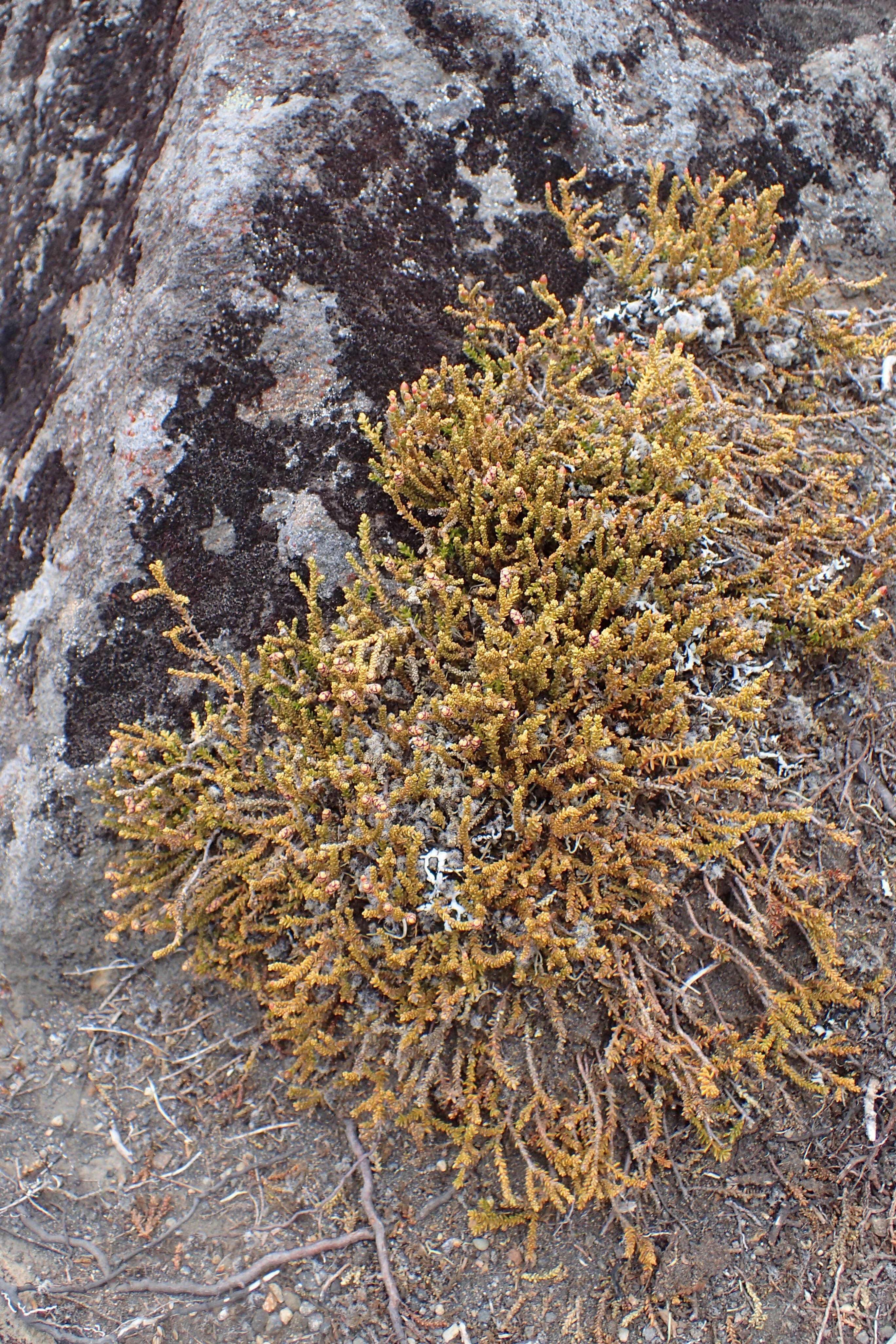 Image of Mountain Rimu