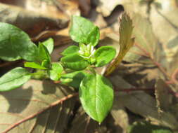 Image of common chickweed