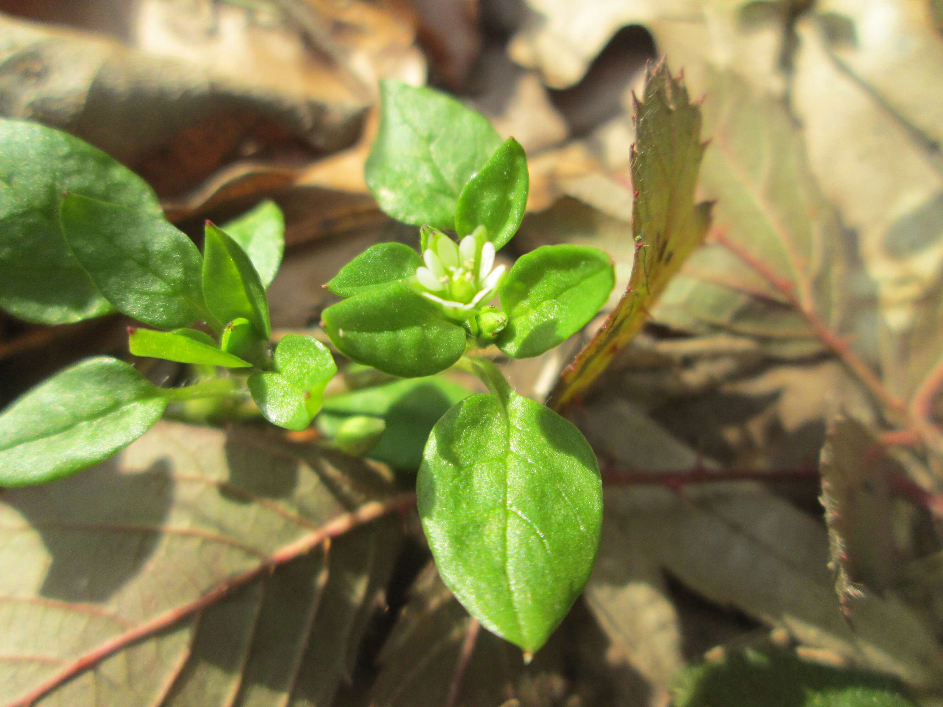 Image of common chickweed