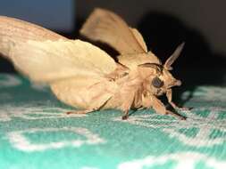 Image of lappet moth