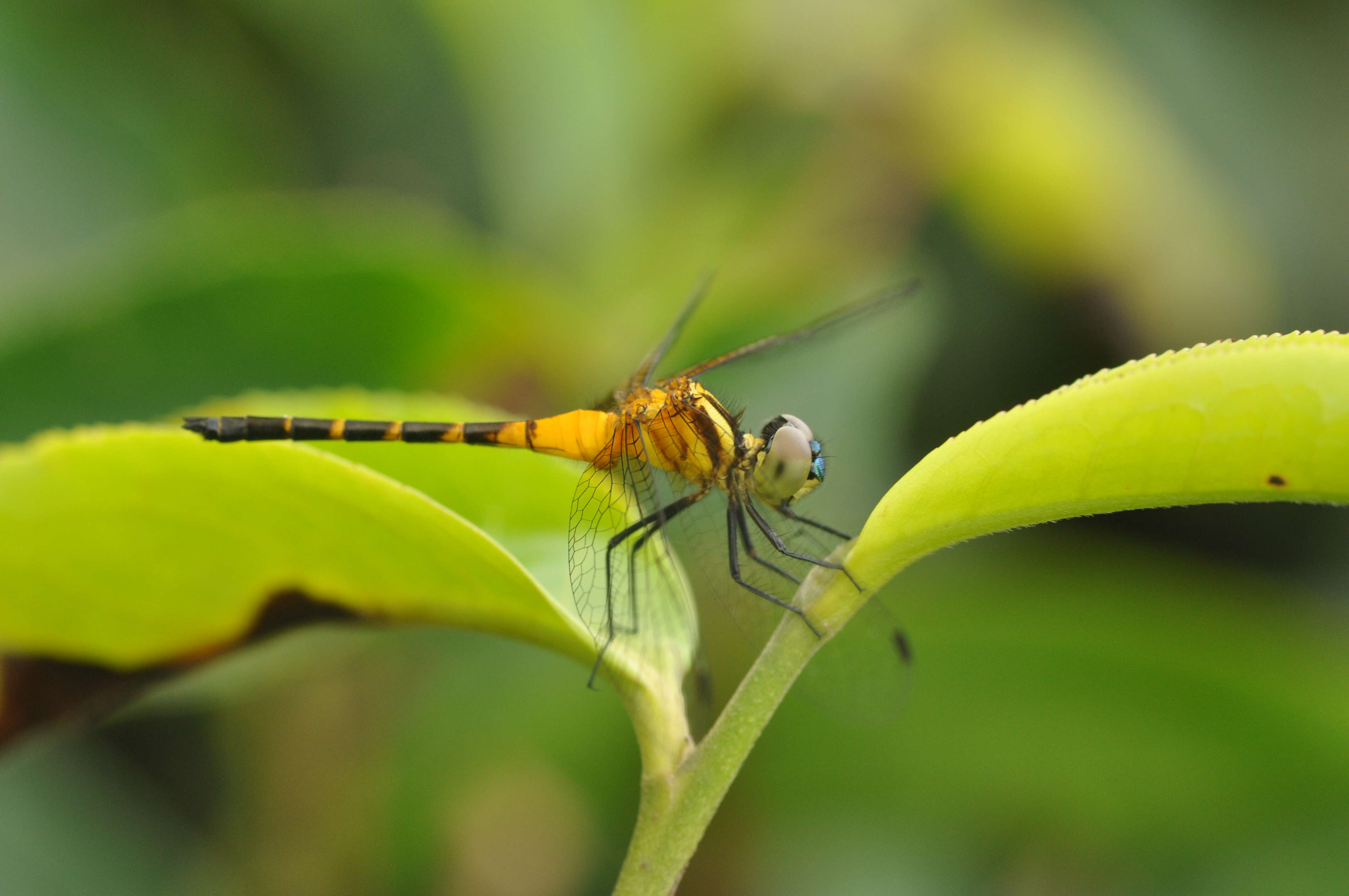 Image de Epithemis mariae (Laidlaw 1915)